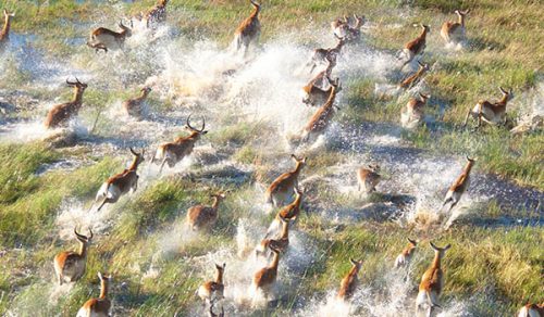 8 DAYS WINGS OVER BOTSWANA IN STYLE WITH VICTORIA FALLS