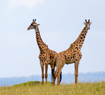 Arrival in Nairobi Arrival in Nairobi