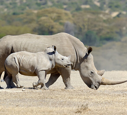 Nairobi / Meru Nairobi / Meru