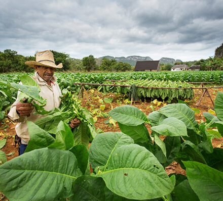 Havana / Vinales / Las Terrazas