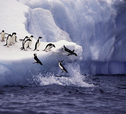 Cruise Antarctic Peninsula & South Shetland Islands*