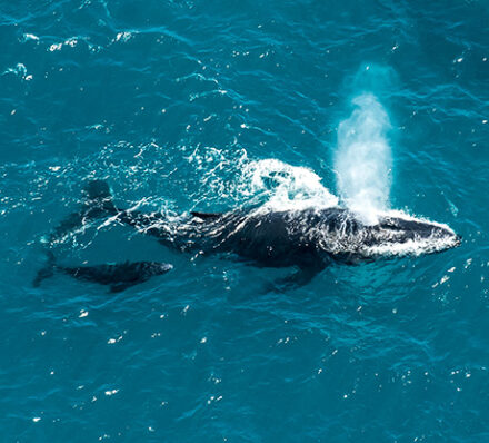 Cruise Drake Passage