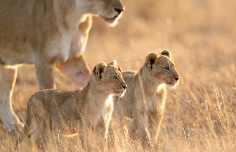 Safari with Confidence: &Beyond