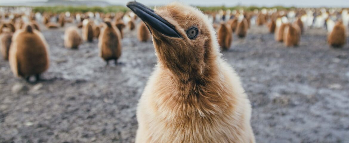 This is where your plan goes SOUTH: Travel to the Antarctica