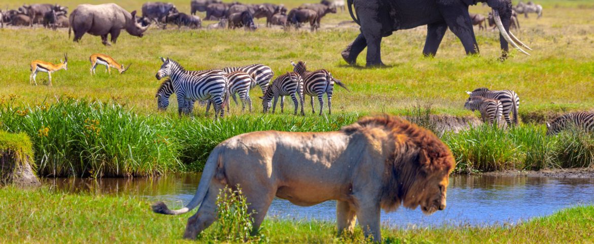 The 11 African Safari Animals you need to see with your own eyes