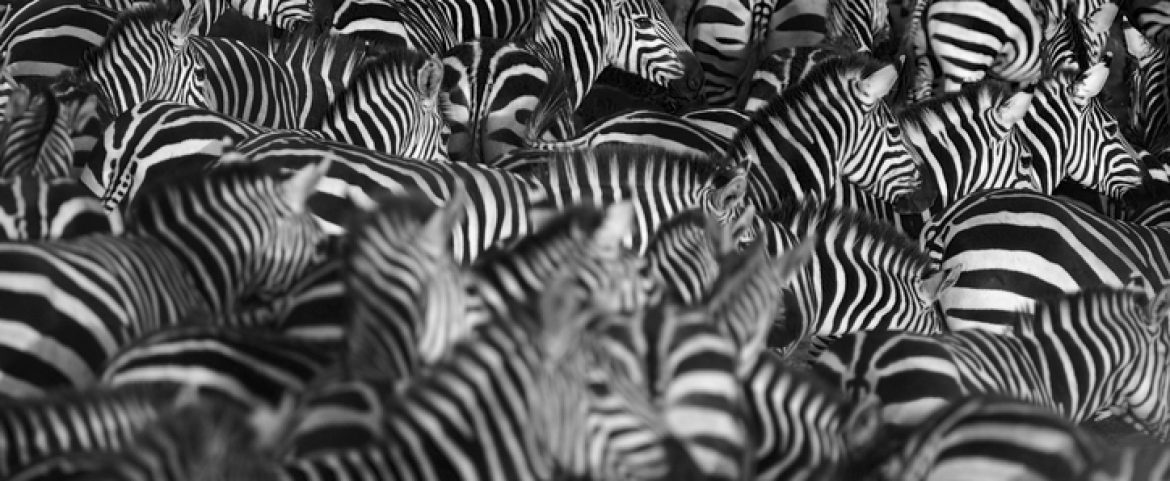 The Circle of Life: 7 Interesting Facts about Migrating Animals in Africa