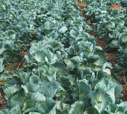 Iwamuro Onsen Iwamuro Onsen