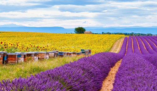 7 DAYS PROVENCE HIKE & DINE