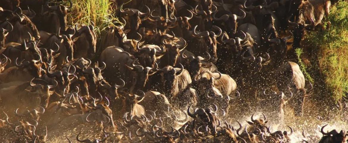Webinar – Animal Migrations in Africa