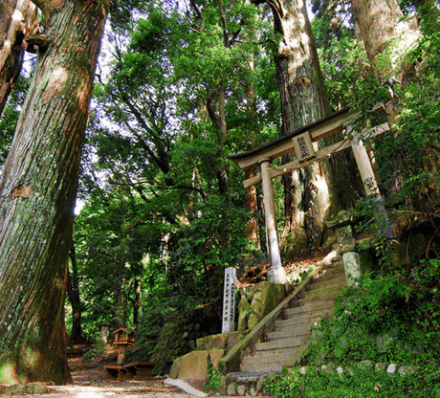 06 APR 2023 (THU) MT KOYA / KUMANO KODO TRAIL