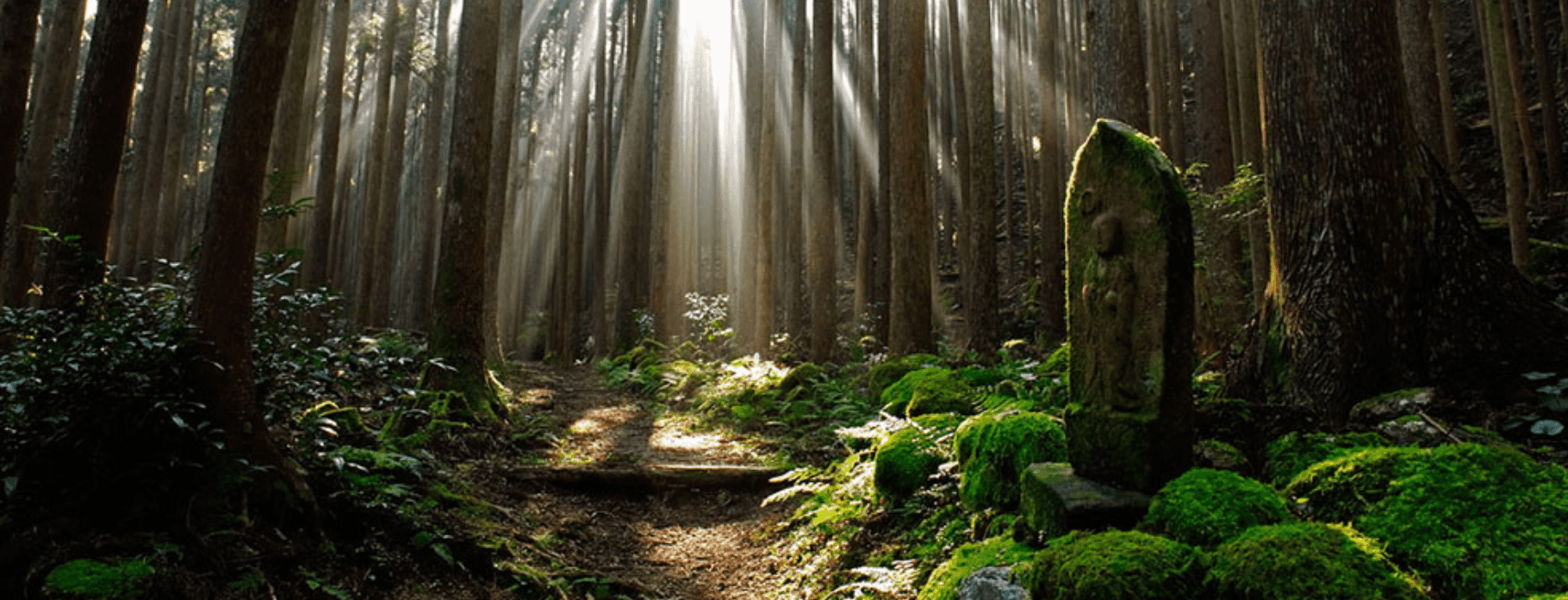 INTRIQ FINESSE: 6 DAYS KUMANO KODO TRAIL