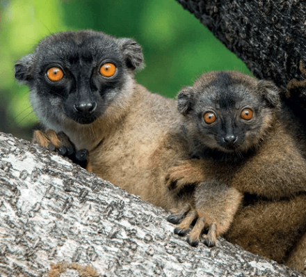 17 SEP (SUN) 2023 ANTANANARIVO / ANDASIBE NATIONAL PARK 17 SEP (SUN) 2023 ANTANANARIVO / ANDASIBE NATIONAL PARK