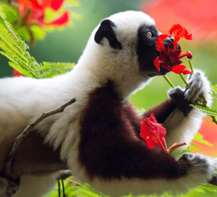 18 SEP (MON) 2023 ANDASIBE NATIONAL PARK 18 SEP (MON) 2023 ANDASIBE NATIONAL PARK