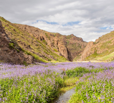 29 JUN (THU) 2023 THE GOBI DESERT