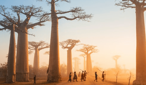 11 DAYS WINGS OVER MADAGASCAR (16-26 Sep 2023)