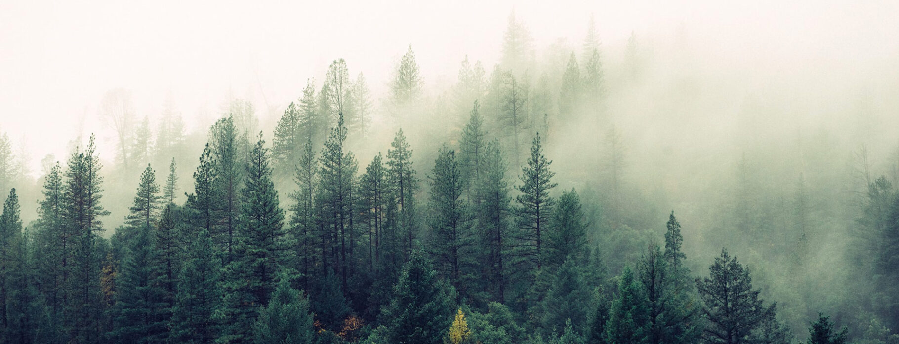 Luxury Travel Expert